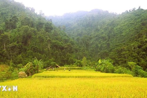Nghệ An: Bản làng đồng bào Thái giữa đại ngàn Pù Huống tất bật thu hoạch lúa