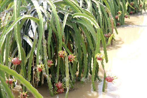 Mưa lớn gây nhiều thiệt hại ở Lâm Đồng