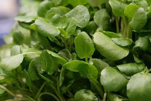 2 loại rau người Việt thích mê dễ là 'ổ sán', nhất là cái số 1