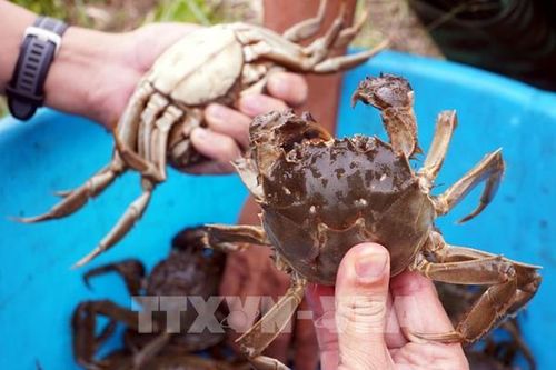 Nuôi Cà Ra, nhiều triển vọng ở vùng nước ngọt Hưng Yên