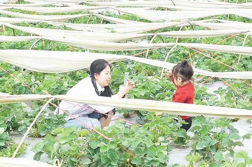 Hướng đi tiềm năng cho kinh tế nông thôn