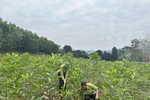 Thanh Kỳ nâng cao hiệu quả bảo vệ gắn phát triển rừng