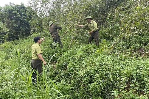 Khôi phục diện tích rừng bị ảnh hưởng bởi thiên tai