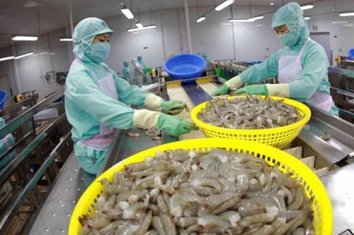 'Vượt bão' trong cuộc đua toàn cầu, kim ngạch xuất khẩu tôm Việt Nam tăng kỷ lục