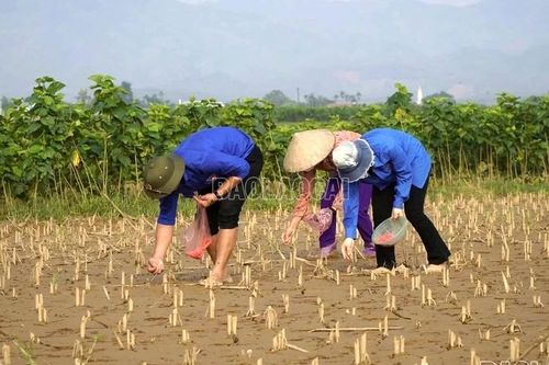Không để đất ngủ đông