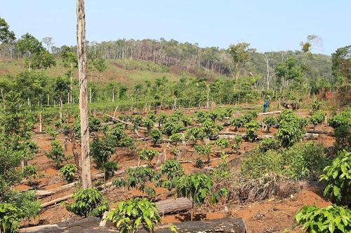 Siết chặt quản lý 137.000 ha đất rừng bị lấn chiếm