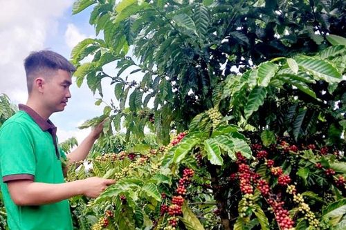 Nông dân phấn khởi vào vụ thu hoạch cà phê
