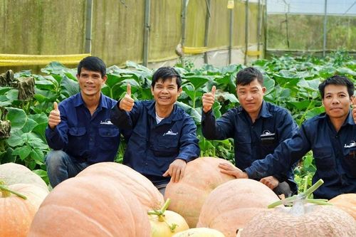 Tăng trưởng ngành trồng trọt qua từng đề án