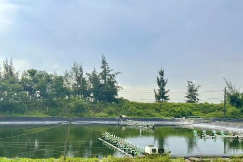 Thanh Hóa chỉ đạo xử lý dứt điểm tình trạng nuôi tôm trái phép
