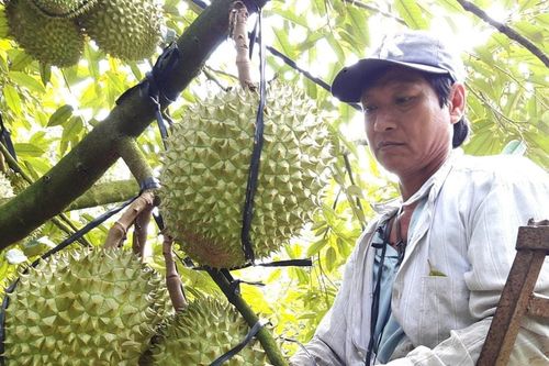 Nhân rộng các mô hình nông nghiệp kiểu mẫu