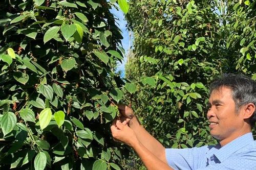 Xây dựng nông nghiệp sinh thái, nông thôn hiện đại