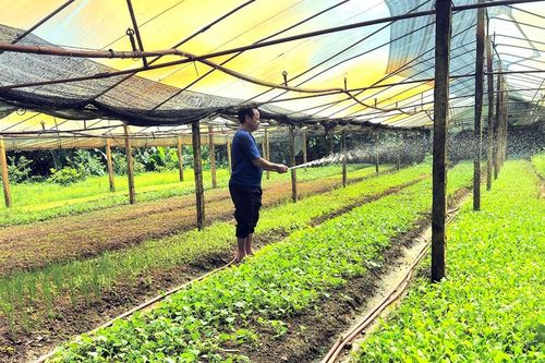 Nông dân Đoài Phương tích cực chuyển đổi cơ cấu cây trồng, cho hiệu quả kinh tế cao
