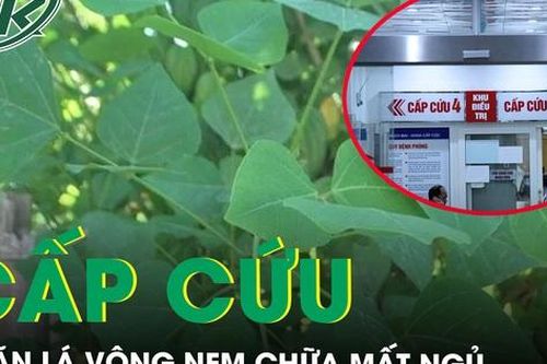 Cấp cứu vì tự ăn lá vông nem chữa mất ngủ