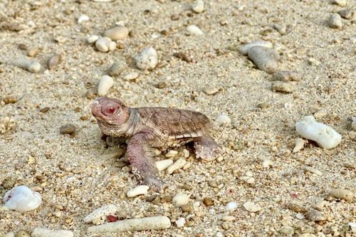 Vườn quốc gia Côn Đảo ghi nhận lần đầu có 17 cá thể rùa bạch tạng chào đời
