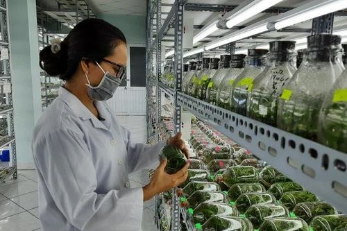 Thành phố Hồ Chí Minh: Phát triển nông nghiệp công nghệ cao