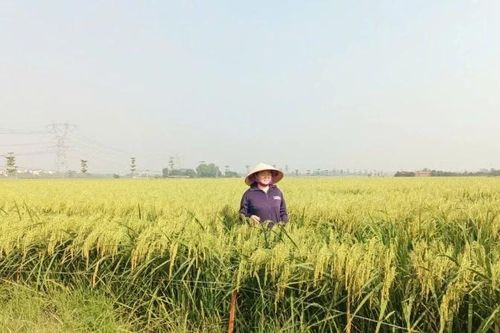 Rầy nâu, rầy lưng trắng tấn công lúa mùa cuối vụ ở nhiều địa phương
