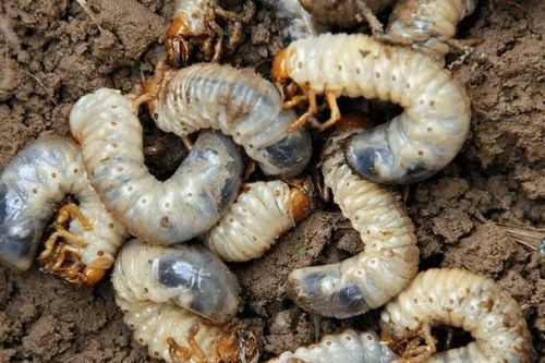 Loài sâu nhìn 'sợ khiếp vía' 350.000 đồng/kg tranh nhau mua