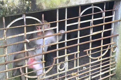 Khỉ hoang dã phá khu dân cư, người dân bắt giao nộp về Vườn Quốc gia
