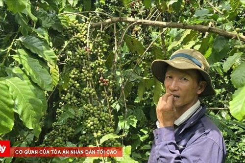 Giá cà phê tăng cao, chính quyền và người dân 'giải bài toán' về vấn nạn trộm cắp
