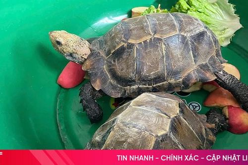 Phát hiện 2 con rùa quý hiếm trong đền Đại An