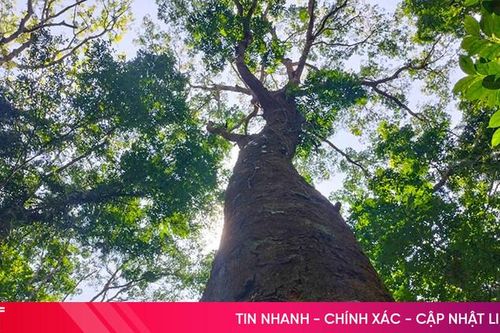 Xây dựng sinh kế bền vững từ phát triển rừng