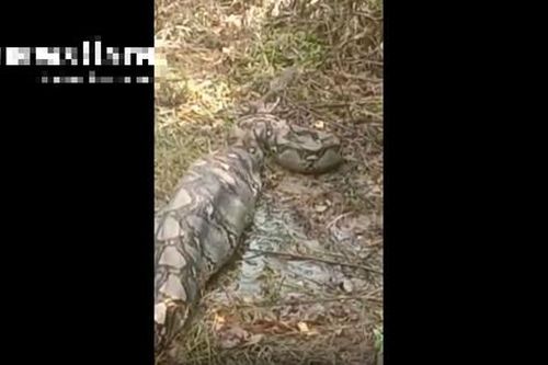 Nhìn ra vườn, người dân phát hiện cảnh tượng nổi da gà