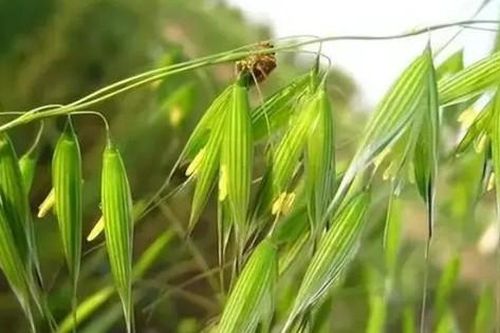 Loại cây dại xưa thấy 'diệt tận gốc', không ngờ nay có giá 5 triệu đồng/kg