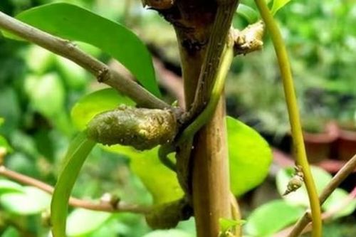 Cây dại xưa không ai 'ngó', nay hái bán 2 triệu đồng/kg