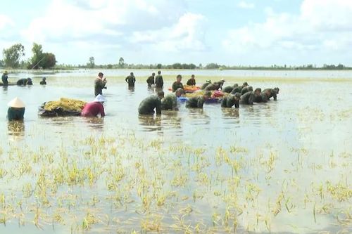 Tây Ninh khi lũ tràn đồng, tình quân dân lại dâng cao hơn con nước