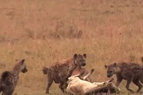 Bầy linh cẩu hợp sức quật ngã, xé xác bê con lạc đàn giữa thảo nguyên
