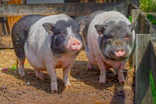 Giá heo hơi ngày 28/10/2025: Duy trì ổn định trên phạm vi cả nước