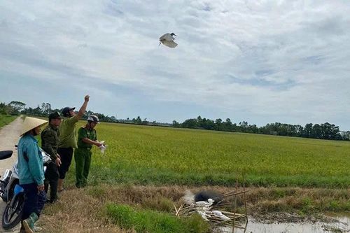 Ngăn chặn tình trạng bẫy, bắt chim hoang dã
