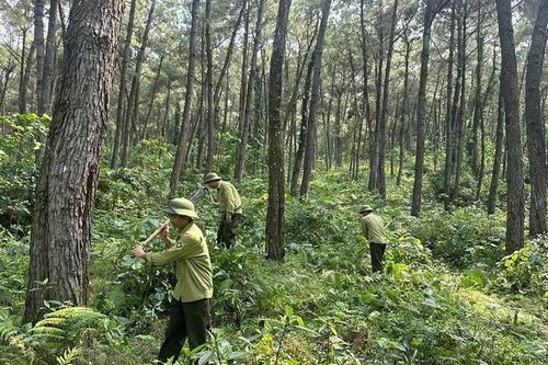 Giữ rừng bền vững, hiệu quả tại Ban Quản lý rừng phòng hộ Thạch Thành