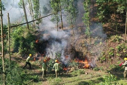Bắc Ninh: Cảnh báo nguy cơ cháy rừng ở nhiều xã thuộc huyện Sơn Động cũ ở mức nguy hiểm
