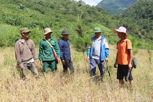 Phủ xanh đất trống đồi trọc, cải thiện môi trường sinh thái