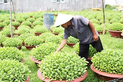 Người trồng hoa tất bật cho vụ Tết