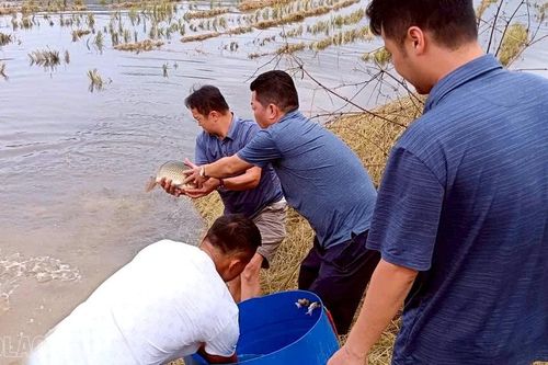 Về Khánh Yên xem thả cá chép vụ đông
