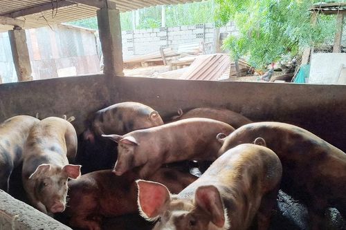 Chăn nuôi vẫn chưa thân thiện với môi trường