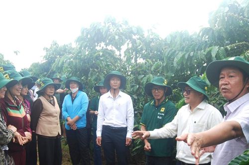 Hiệu quả từ mô hình canh tác cà phê thông minh ở Lâm Đồng