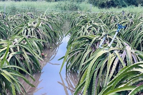 Lâm Đồng thiệt hại hơn 24 tỷ đồng do mưa lũ kéo dài