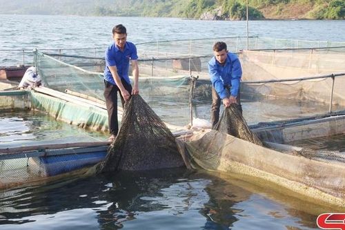 Thanh niên xã Mường Sại năng động phát triển kinh tế