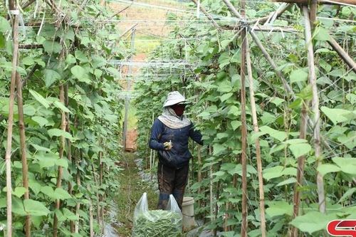 Sản xuất rau vụ đông, nâng cao thu nhập