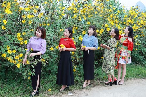 Lễ hội hoa Dã quỳ phường Hà Giang 2 sẽ diễn ra từ ngày 21 - 22/11