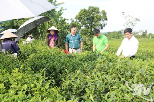 Phúc Thuận phát triển vùng chè đặc sản