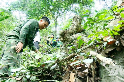 Tăng cường bảo vệ rừng đặc dụng
