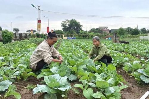Quyết 'hồi sinh' đồng ruộng, nông dân Hà Nội biến khó khăn thành cơ hội