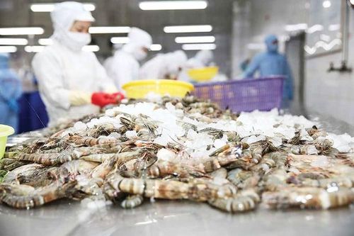 Xuất khẩu tôm Việt Nam phục hồi mạnh mẽ