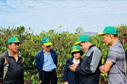 Cây cà phê trước thách thức từ biến đổi khí hậu