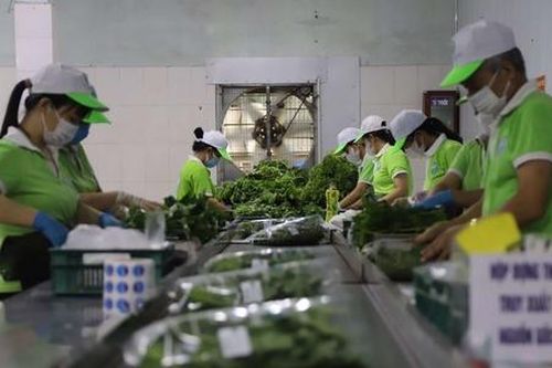 Khi HTX là 'lá chắn' chống sốc cho giá nông sản đô thị