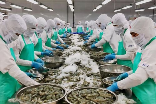 Xuất khẩu tôm Việt Nam: Cơ hội bứt phá trong thế cân bằng cung - cầu toàn cầu
